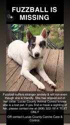 Reunited Female Dog last seen Toledo Tools & Die by Bennett Rd. between Burnham Ave, Toledo, OH 43612