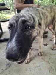 Found/Stray Female Dog last seen Near Agder rd easley sc 29652, Greenville, SC 29607