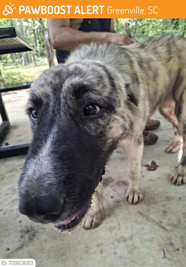 Found/Stray Female Dog last seen Near Agder rd easley sc 29652, Greenville, SC 29607