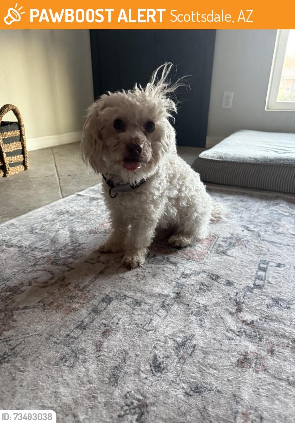 Found/Stray Male Dog last seen El dorado park, Scottsdale, AZ 85257
