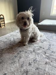 Found/Stray Male Dog last seen El dorado park, Scottsdale, AZ 85257