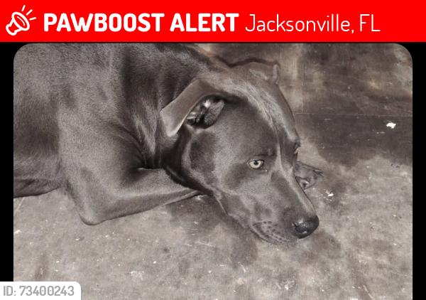 Lost Female Dog last seen Old kings and kings forest, Jacksonville, FL 32219