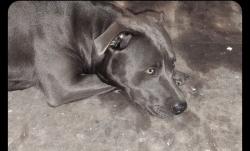 Lost Female Dog last seen Old kings and kings forest, Jacksonville, FL 32219