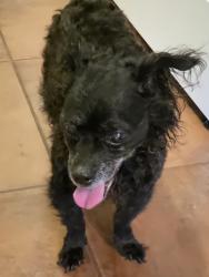 Reunited Female Dog last seen N 84th Pl & E Portland St, Scottsdale, AZ 85257, USA, Scottsdale, AZ 85257