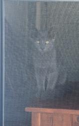 Lost Male Cat last seen Hillside Place apmts, Springville, NY 14141