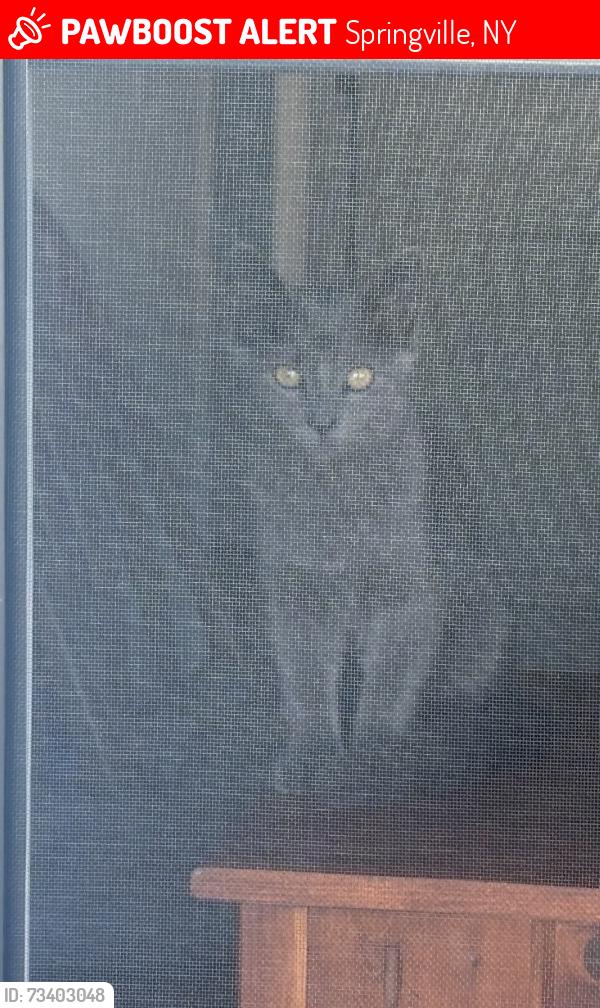Lost Male Cat last seen Hillside Place apmts, Springville, NY 14141