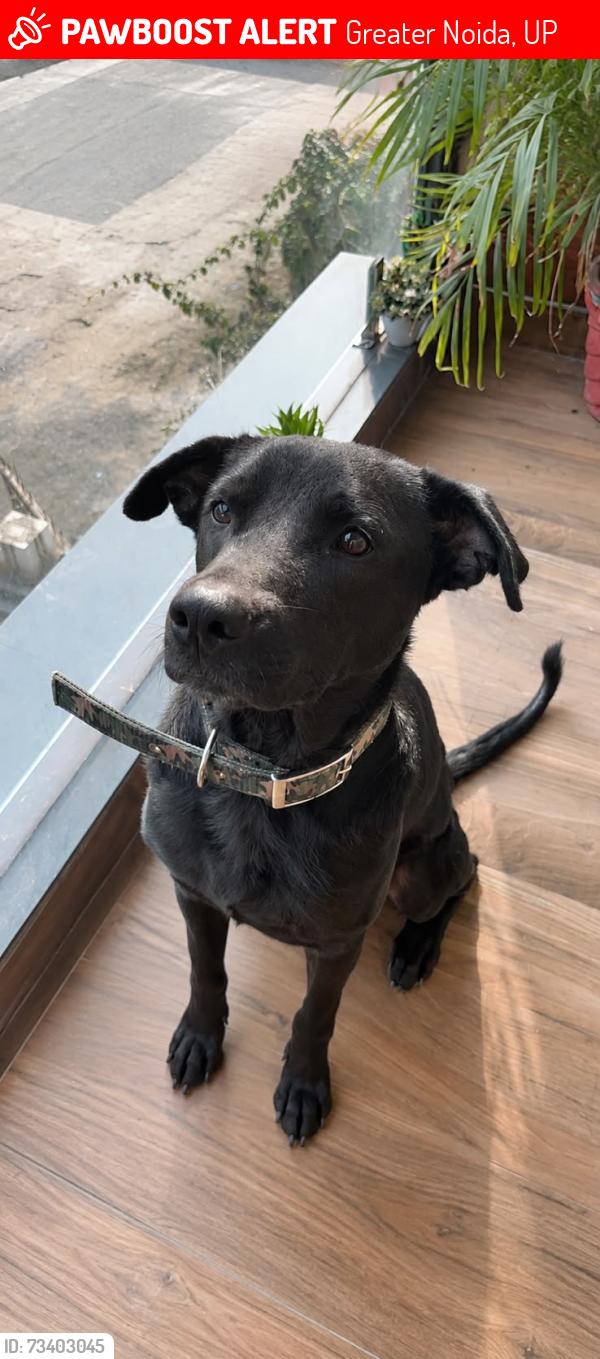 Lost Male Dog last seen Wipro gol chakkar in the morning, Greater Noida, UP 