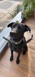 Lost Male Dog last seen Wipro gol chakkar in the morning, Greater Noida, UP 
