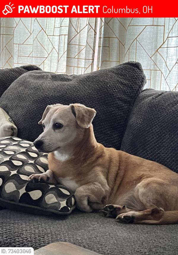 Lost Male Dog last seen E Woodrow Ave & S Washington Ave, Columbus, OH 43207