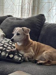 Lost Male Dog last seen E Woodrow Ave & S Washington Ave, Columbus, OH 43207