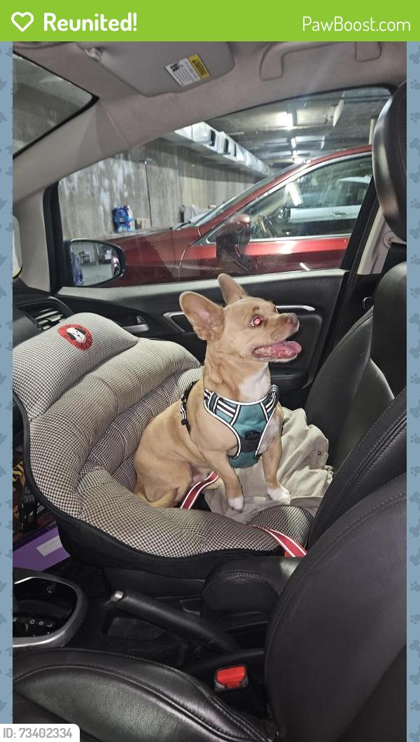 Reunited Female Dog last seen Crystal Springs, San Mateo, CA 94401