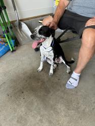 Reunited Female Dog last seen Brookmore, Cleveland, TN 37320