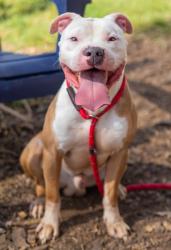Shelter Stray Male Dog last seen Near Muirfield Dr, Stone Mountain, GA 30088, 30088, GA, 3280 Chamblee Dunwoody Rd, Chamblee, GA 30341, USA