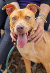 Shelter Stray Male Dog last seen Near River Road Decatur, 30034, 30034, GA, 3280 Chamblee Dunwoody Rd, Chamblee, GA 30341, USA