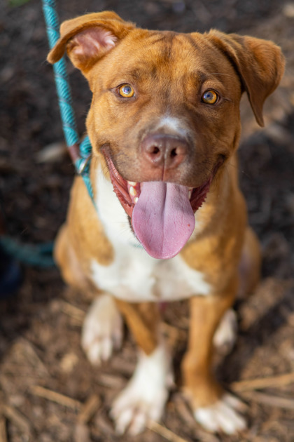 Shelter Stray Male Dog last seen Near Fields Dr, 30038, GA, 3280 Chamblee Dunwoody Rd, Chamblee, GA 30341, USA