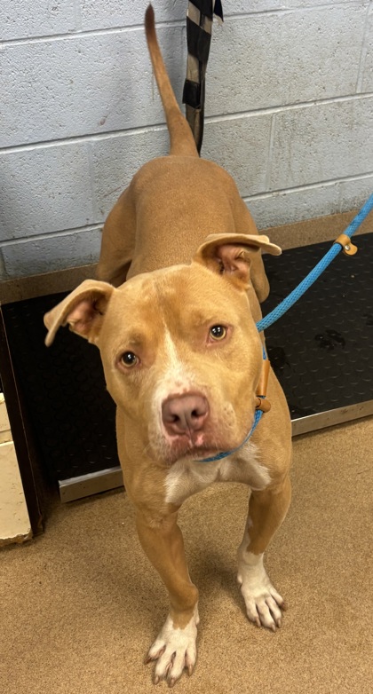 Shelter Stray Male Dog last seen Near Rockdale Drive, 30034, GA, 3280 Chamblee Dunwoody Rd, Chamblee, GA 30341, USA