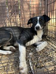 Shelter Stray Female Dog last seen E Hopkins Ave & S Elm Ave, Easton Zone Fresno CO 3 93706, CA, 1510 W Dan Ronquillo Dr, Fresno, CA 93706, USA