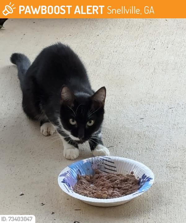 Found/Stray Unknown Cat last seen Shell gas station, Snellville, GA 30078