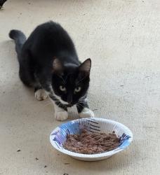 Found/Stray Unknown Cat last seen Shell gas station, Snellville, GA 30078