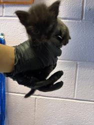 Shelter Stray Male Cat last seen Near avelon dr, CITY of El Paso, TX, 5001 Fred Wilson Ave, El Paso, TX 79906, USA