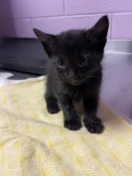 Shelter Stray Female Cat last seen Near Boeing Dr, CITY of El Paso, TX, 5001 Fred Wilson Ave, El Paso, TX 79906, USA
