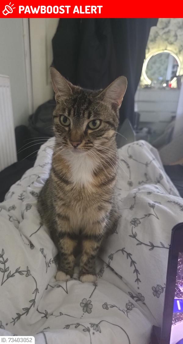 Lost Female Cat last seen Just outside her home on bamville road, West Midlands, England B8 2TN