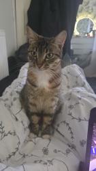 Lost Female Cat last seen Just outside her home on bamville road, West Midlands, England B8 2TN