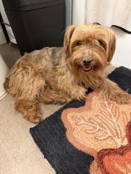 Found/Stray Female Dog last seen On the road by j&w lumber on Jefferson Ave, Murrieta, CA 92562