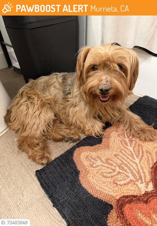 Found/Stray Female Dog last seen On the road by j&w lumber on Jefferson Ave, Murrieta, CA 92562