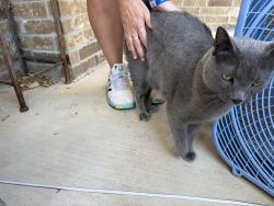 Found/Stray Female Cat last seen Near clematis ct, Georgetown TX, Georgetown, TX 78626