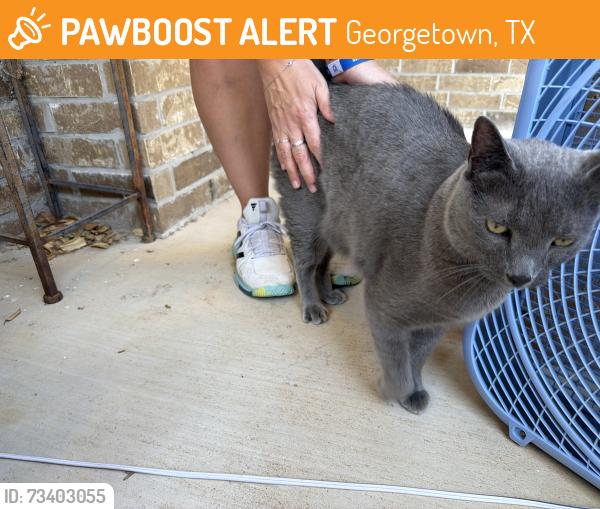 Found/Stray Female Cat last seen Near clematis ct, Georgetown TX, Georgetown, TX 78626