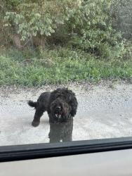 Found/Stray Male Dog last seen 255th/Metcalf, Wea Township, KS 66053