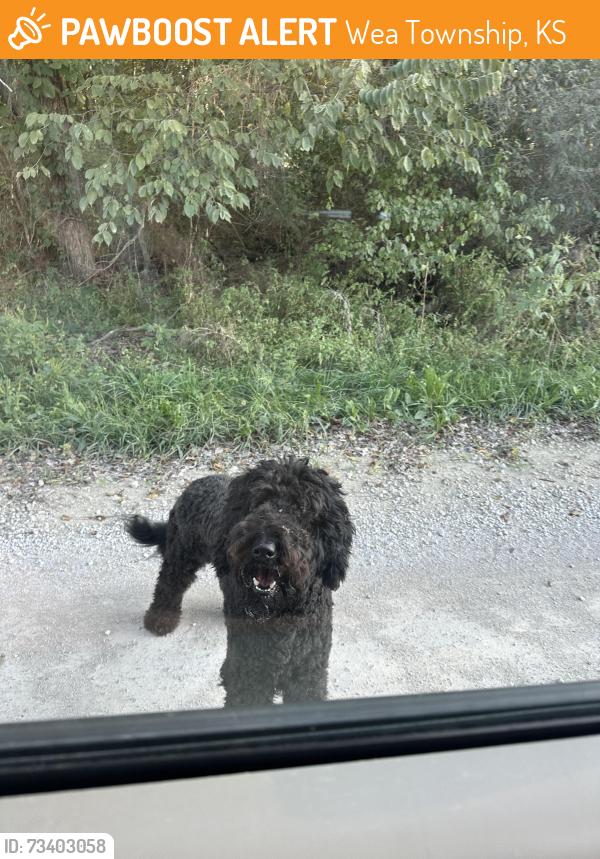 Found/Stray Male Dog last seen 255th/Metcalf, Wea Township, KS 66053