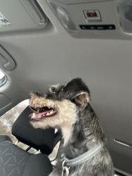 Lost Male Dog last seen Near knights ferry dr, Chula Vista, CA 91913