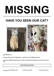 Lost Female Cat last seen Watermead Inn, Buckinghamshire, England 