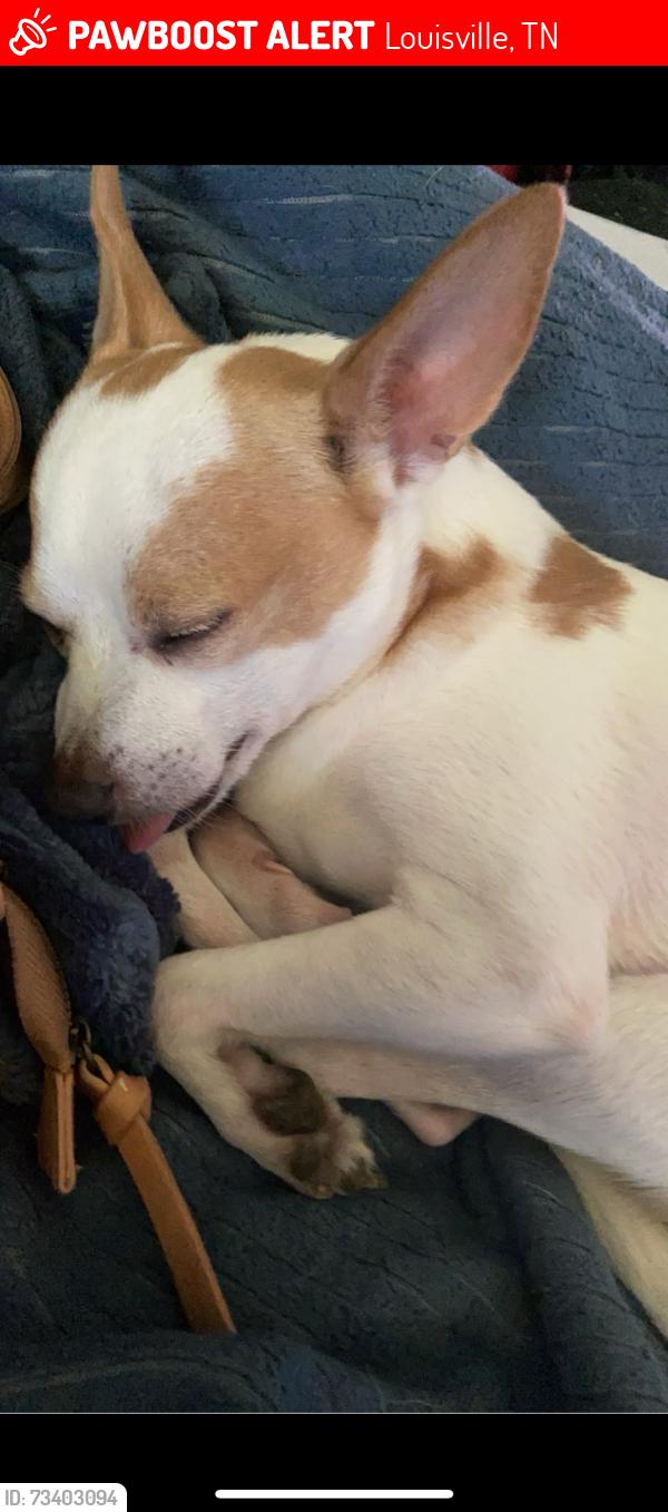 Lost Male Dog last seen Ralph Phelps Rd, Louisville, Louisville, TN 37777