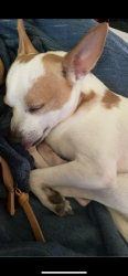 Lost Male Dog last seen Ralph Phelps Rd, Louisville, Louisville, TN 37777