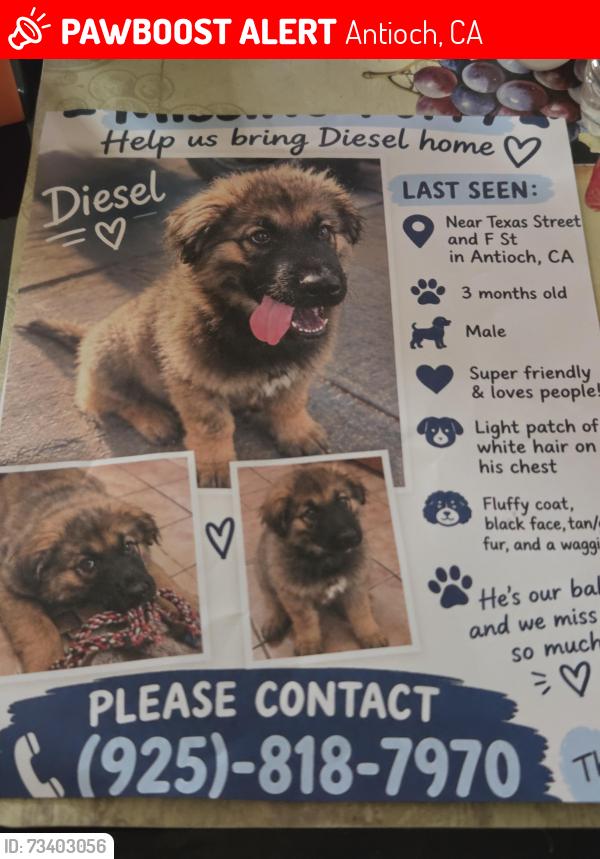Lost Male Dog last seen Texas st. And G st Antioch ca., Antioch, CA 94509
