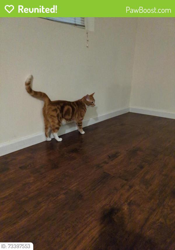 Reunited Unknown Cat last seen Near Roosevelt Way NE, Seattle, WA 98105, Seattle, WA 98105