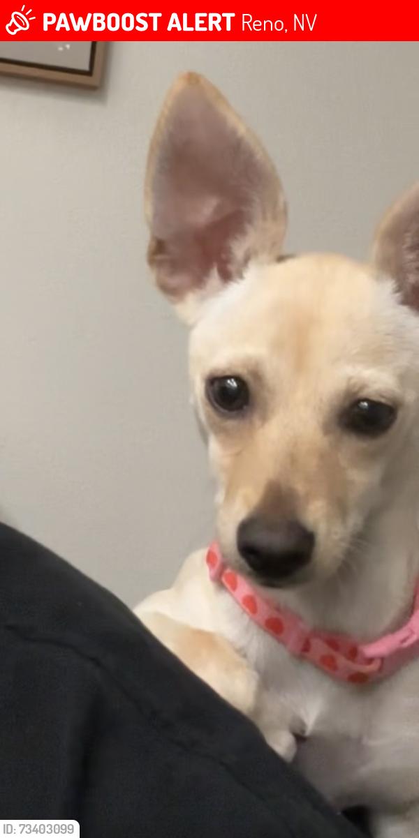 Lost Female Dog last seen Mahon dr Reno nv, Reno, NV 89506
