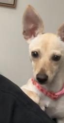 Lost Female Dog last seen Mahon dr Reno nv, Reno, NV 89506
