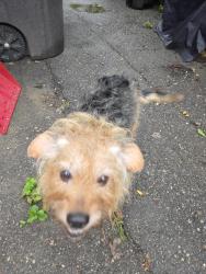 Found/Stray Unknown Dog last seen Heritage park, Southgate, MI 48195