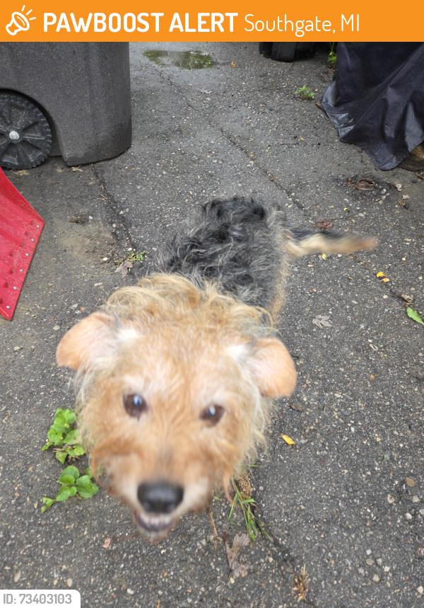 Found/Stray Unknown Dog last seen Heritage park, Southgate, MI 48195