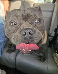 Lost Male Dog last seen L st, mckinna school, kamala, Oxnard, CA 93035