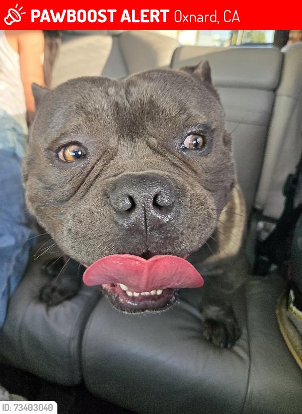 Lost Male Dog last seen L st, mckinna school, kamala, Oxnard, CA 93035