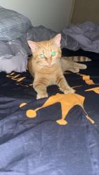 Lost Male Cat last seen The street Bennett is near the Battle Creek police department and DHS Bennett is off Main Street and Elm street in Battle Creek, Battle Creek, MI 49014