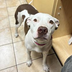 Shelter Stray Female Dog last seen Lewis and Clark Park, PORTLAND, OR, 97220, 1700 W Historic Columbia River Hwy, Troutdale, OR 97060, USA