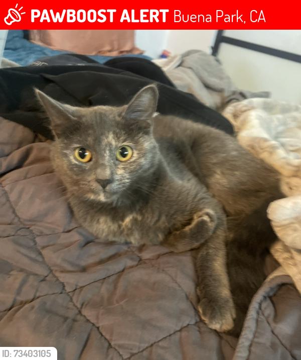 Lost Female Cat last seen Knott and Gilmore, Buena Park, CA 90620