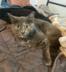 Lost Female Cat last seen Knott and Gilmore, Buena Park, CA 90620
