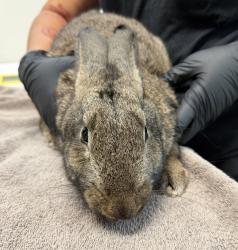 Shelter Stray Female Rabbit last seen Lakedale Street, San Diego, CA, 92123, 5500 Gaines St, San Diego, CA 92110, USA